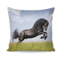 Friesian - 1