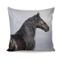Friesian - 2