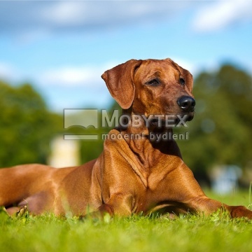 Prostírání Matějovský Ridgeback