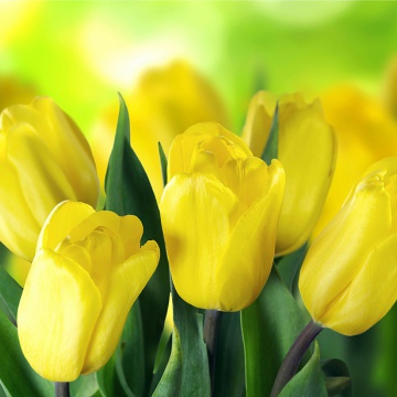 Prostírání Matějovský Tulipány žluté