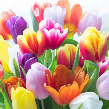 Prostírání Matějovský Tulipány barevné