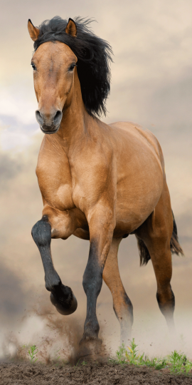 Osuška Kůň brown